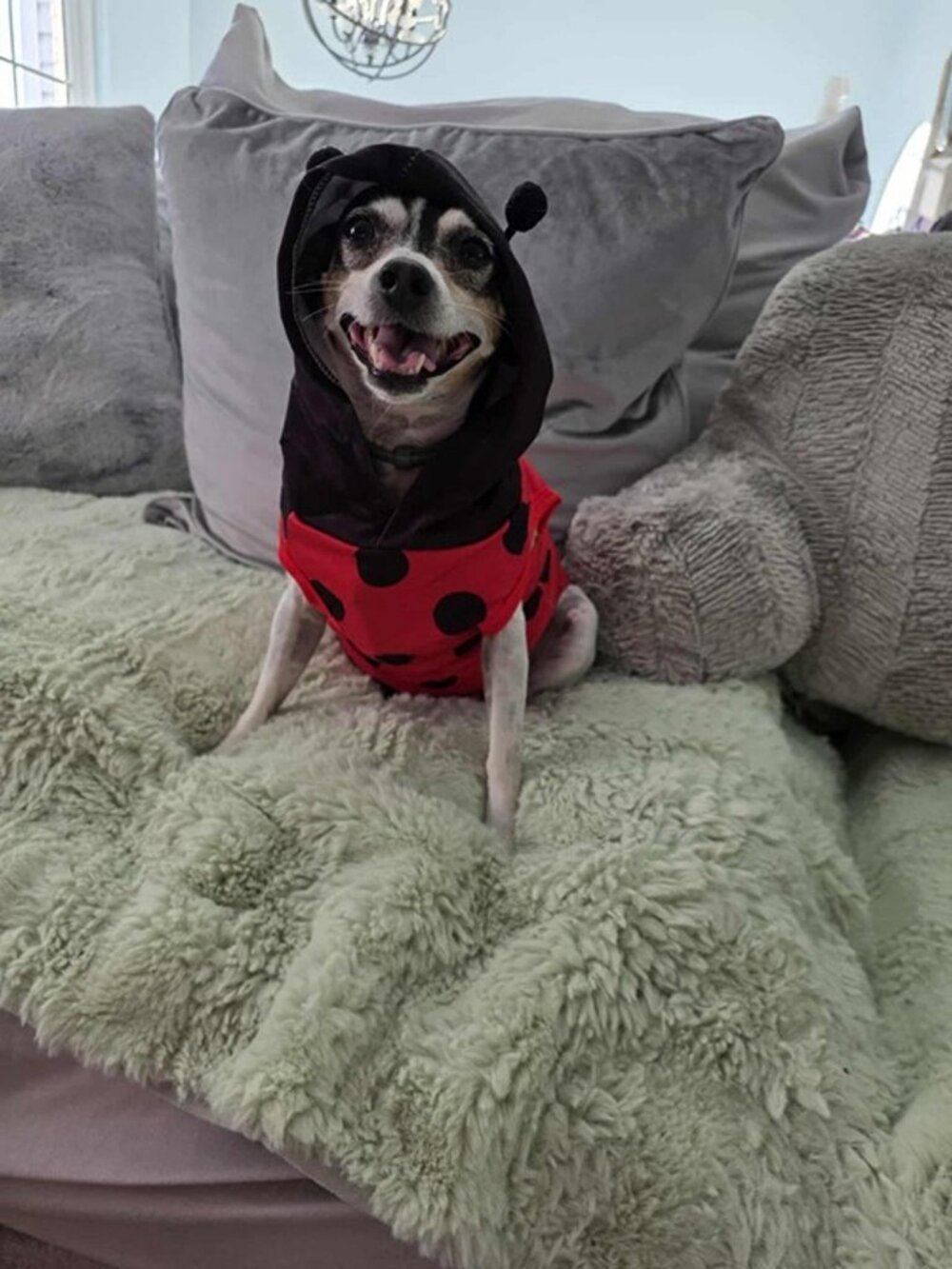 Dog Ladybug Costume Size XL Lightweight Breathable